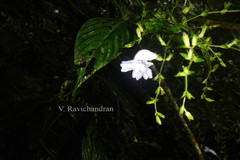 Strobilanthes gracilis